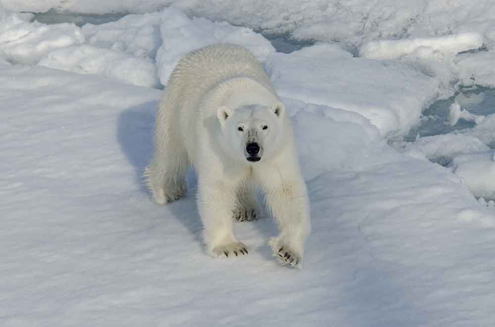 10 - Oso Polar - islas Svalbard - Noruega